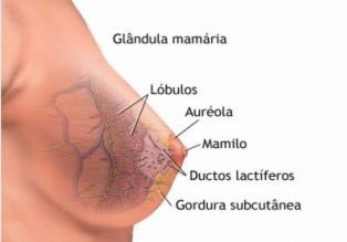 anatomia-da-mama-2