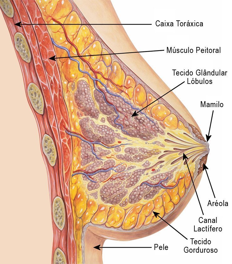 anatomia-da-mama